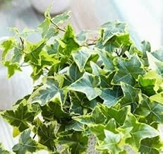 OSTANIAN YARD ENGLISH IVY VINE LIVE - GREEN WHITE LEAF FOLIAGE PLANT - HOUSE DECORATIVE, AIR PURIFYING, EASY CARE, CLIMBING VINE | 1 HEALTHY PLANT WITH POT |