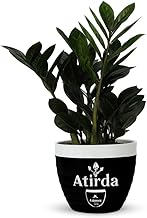 Zamioculcas Zamiifolia ZZ Plant – Indoor Live Air Purifying Plant | Easy Care, Low Light Tolerant House Plant | Beautiful Green Foliage for Home Office Decoration | Pack of 1