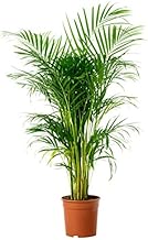 * Areca Palm Live Plant (PACK OF 2),Use for Outdoor & Indoor Corner of AC Room,House Front & Balcony Decorative Plant, Air Purifing Oxygen Plant, Esy To Care.