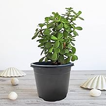 Mstrades Jade Crassula Ovata Lucky Plant | Indoor Air Purifying House Plant | Easy Care, Low Maintenance Aglaonema for Home and Office Dcor