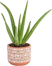 AGRO ALIVE Aloe Vera Live Succulent Plant In nursery pot Easy Care Indoor Houseplant in Grower Pot, Natural Room Air Purifier plant Living Room or Office Décor, New House Warming Gift, 12-Inches Tall