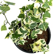 OCCIDENT Live Ivy Plant Natural Air Purifying House Plant Indoor Vine Easy Care Hanging Houseplant Decorative for Living Room Office Climbing Trailing Low Light (1, English Ivy Plant White)