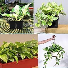 Money Plant - Organic Live Plant Variegated Green And White Indoor Vine, Easy-Care Air-Purifying Houseplant - Pack of 1